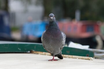 Front face view of a street pigeon.