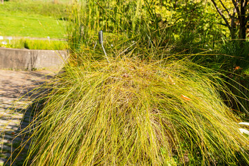 Fibrous tussock sedge or Carex Appropinquata plant in Zurich in Switzerland 15.9.2025