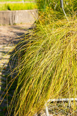 Fibrous tussock sedge or Carex Appropinquata plant in Zurich in Switzerland 15.9.2025