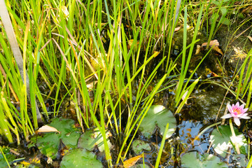 European bur reed or Sparganium Emersum plant in Zurich in Switzerland 15.9.2025