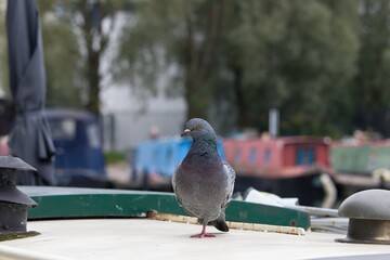 Side face view of a street pigeon.
