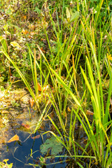 European bur reed or Sparganium Emersum plant in Zurich in Switzerland 15.9.2025