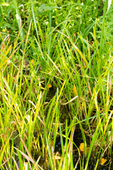 European bur reed or Sparganium Emersum plant in Zurich in Switzerland 15.9.2025