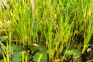 European bur reed or Sparganium Emersum plant in Zurich in Switzerland 15.9.2025
