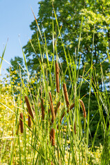 Obraz premium Lesser bulrush or Typha Angustifolia plant in Zurich in Switzerland 15.9.2025