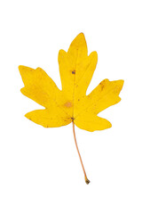 Isolated Single Yellow Maple Leaf with Five Lobes | PNG Cutout Graphic Element for Fall Season Marketing and Design Projects | Berg-Ahorn
