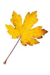 Isolated Single Yellow Maple (Acer pseudoplatanus) Leaf with Stem | PNG Fall Leaf with Sharp Lobes | Cutout Graphic Element for Fall