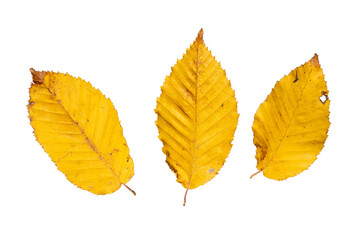 Set of Three Isolated Yellow Deciduous Leaves | Hornbeam (Carpinus betulus) Leaves | PNG Cutout Graphic Element for Fall Season Marketing and Nature Design