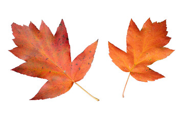 Colourful Orange Leaves of Checker Tree (Sorbus torminalis) | Cutout for Fall Season | Elsbeere