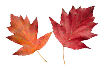 Vibrant Orange and Red Leaves of Checker Tree (Sorbus torminalis) | Graphic Element for Fall Season | Elsbeere