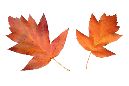 Colourful Orange Leaves of Checker Tree (Sorbus torminalis) | Cutout for Fall Season | Elsbeere
