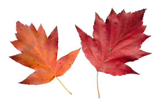 Vibrant Orange and Red Leaves of Checker Tree (Sorbus torminalis) | Graphic Element for Fall Season | Elsbeere