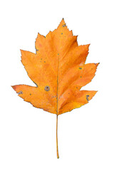 Colourful Orange Leaf of Checker Tree (Sorbus torminalis) | Cutout Graphic Object for Autumn Season | Elsbeere