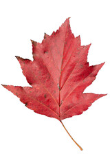 Isolated Single Vibrant Red Leaf of of Checker Tree (Sorbus torminalis) | PNG, Cutout Graphic Element for Graphic Design, Autumn Season Marketing, and Holiday Decoration