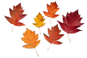 Set of Seven Isolated Autumn Maple Leaves  of Checker Tree | PNG Autumn Leaves with Various Shapes and Shades (Red, Orange, Yellow) |  Cutout for Fall Graphic Design and Seasonal Projects