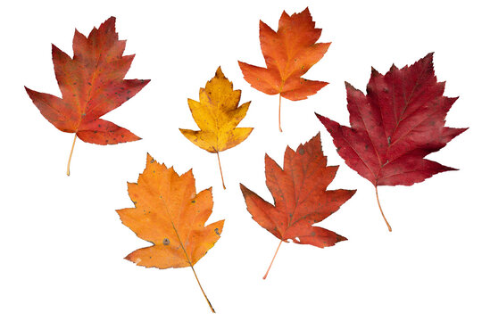 Set of Seven Isolated Autumn Maple Leaves  of Checker Tree | PNG Autumn Leaves with Various Shapes and Shades (Red, Orange, Yellow) |  Cutout for Fall Graphic Design and Seasonal Projects
