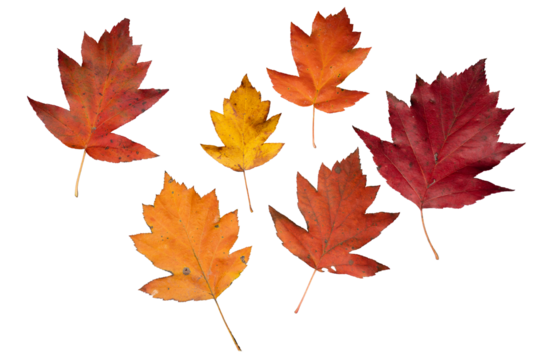 Set of Seven Isolated Autumn Maple Leaves  of Checker Tree | PNG Autumn Leaves with Various Shapes and Shades (Red, Orange, Yellow) |  Cutout for Fall Graphic Design and Seasonal Projects