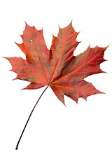Isolated Single Colourful Red Maple Leaf (Acer platanoides), Germany | Cutout of Autumn Leaf | Fall Graphic Element PNG