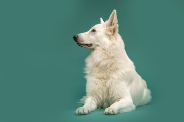 Close-up portrait of a White Swiss Shepherd Dog with an alert and calm expression, isolated against...