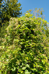 Fototapeta premium Old mans beard or Clematis Vitalba plant in Zurich in Switzerland 15.9.2025