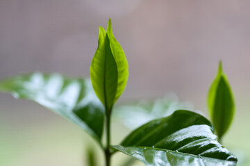 成長を始めたコーヒの木の若葉