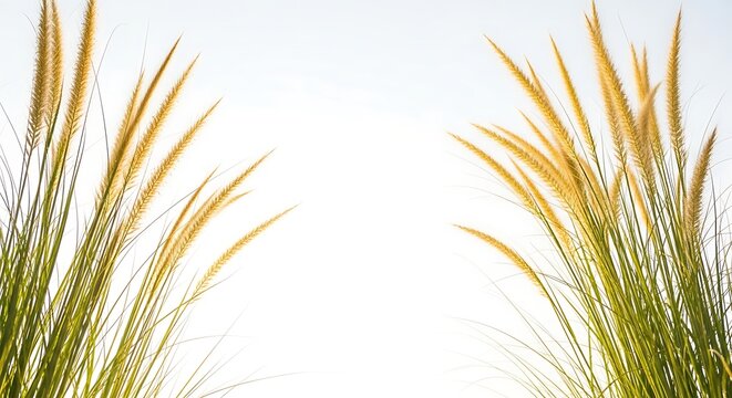 Illustration of golden wheatgrass isolated on white background with copy space in center