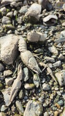 lobster on the beach