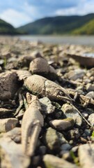 lobster on the beach