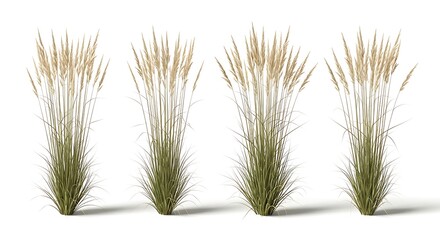 Illustration of four pampas grass plants isolated on white background in a studio setting