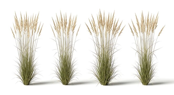 Illustration of four pampas grass plants isolated on white background in a studio setting