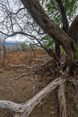 Along the Trail to Kiholo Bay on Big Island, HI