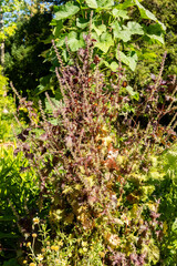 Deulkkae or Perilla Frutescens var Crispa plant in Zurich in Switzerland 15.9.2025