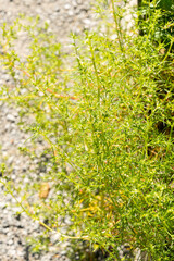 Okahijiki or Salsola Komarovii plant in Zurich in Switzerland 15.9.2025