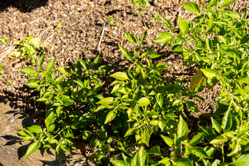 Chili pepper or Capsicum Chinense Limon plant in Zurich in Switzerland 15.9.2025