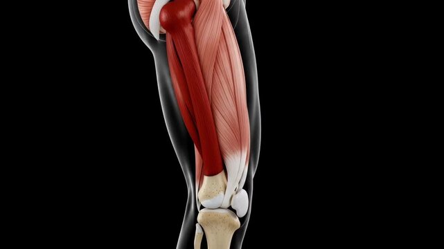Human Leg Muscular Anatomy Illustration Detailed medical illustration of human leg muscles concept of anatomy, fitness, and physiology