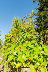 Fototapeta premium Indian cress or Tropaeolum Majus plant in Zurich in Switzerland 15.9.2025