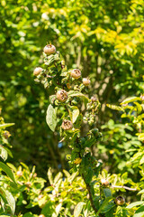 Medlar or Mespilus Germanica plant in Zurich in Switzerland 15.9.2025
