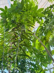 Salak or Salacca Zalacca plant in Zurich in Switzerland 15.9.2025