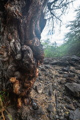 Along the Trail to Kiholo Bay on Big Island, HI