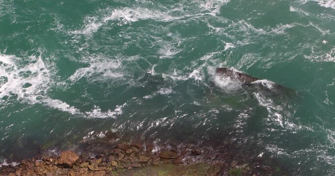 Seagulls hover and dive over churning teal water at the base of Niagara Falls, riding updrafts from the violent current and white mist. A moment of fragile survival over unstoppable force.