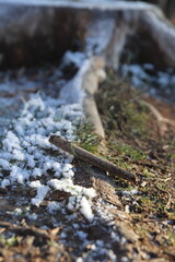 treestump dividing moarfrost and dew
