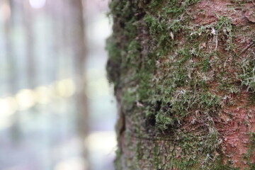 Mossy bark