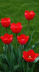 Fototapeta premium A group of bright red tulips blooming against a vibrant green lawn signaling the start of the spring season ,bright ,leaves ,flora