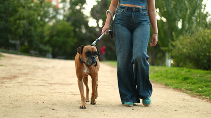 Woman walking boxer dog on park path