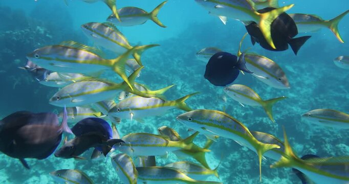 Bahamas Snorkeling