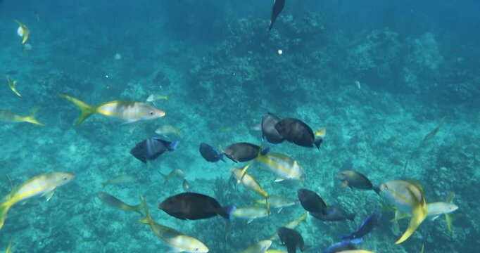 Bahamas Snorkeling Pan Down