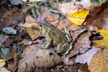 Toad blending with autumn leaves in a forest setting during a sunny afternoon