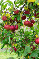 apples on a tree