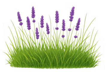 Blooming lavender flowers growing on a patch of green grass. A natural floral element for design with transparent background