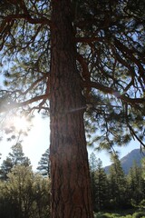 Summer in Mount Charleston